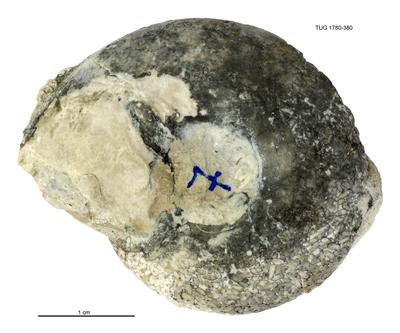 https://files.geocollections.info/large/b1/43/b143bea5-d778-4920-98e0-24a4a3bc2c26.jpg