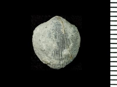 https://files.geocollections.info/large/b1/4e/b14e5aad-df45-430c-a89a-8872e446d573.jpg