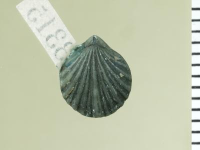 https://files.geocollections.info/large/b1/7d/b17d46ec-3aac-4ec4-8ae1-698c32c22b50.jpg