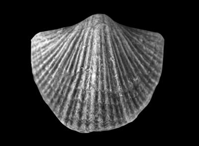 https://files.geocollections.info/large/b1/81/b18127d8-8882-4e16-8c80-29c51cd41661.jpg