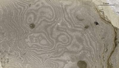 https://files.geocollections.info/large/b1/92/b192f819-3c17-45c1-a828-1ab9b63e7faf.jpg