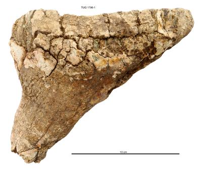 https://files.geocollections.info/large/b1/b2/b1b201b2-66fc-4627-8113-21e443dd254f.jpg