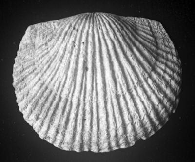 https://files.geocollections.info/large/b1/cc/b1cc9c74-fef0-404c-8674-5067b36453d9.jpg