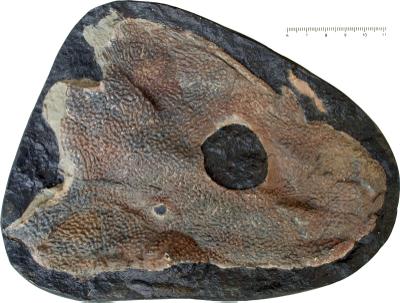 https://files.geocollections.info/large/b2/03/b203f565-bf31-453f-ad88-843a5beef9f1.jpg