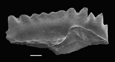 https://files.geocollections.info/large/b2/2a/b22afca9-92f1-426f-9fb1-bc3d2f1d2e9b.jpg