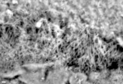 https://files.geocollections.info/large/b2/44/b244ce5b-e4d3-49f0-afcf-138638f6eccf.jpg