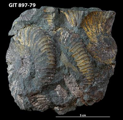 https://files.geocollections.info/large/b2/85/b285a17f-5bad-44ea-aa54-8094047d2b9d.jpg