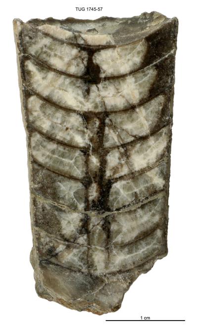 https://files.geocollections.info/large/b2/a8/b2a87799-920f-47f2-ba94-906beac37c20.jpg