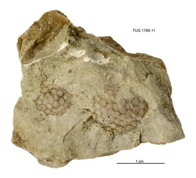 https://files.geocollections.info/large/b2/b6/b2b66f0d-8791-46c5-9db7-a7a0c8110a86.jpg