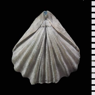 https://files.geocollections.info/large/b2/d5/b2d56b34-a445-4076-aeaa-08329061326c.jpg