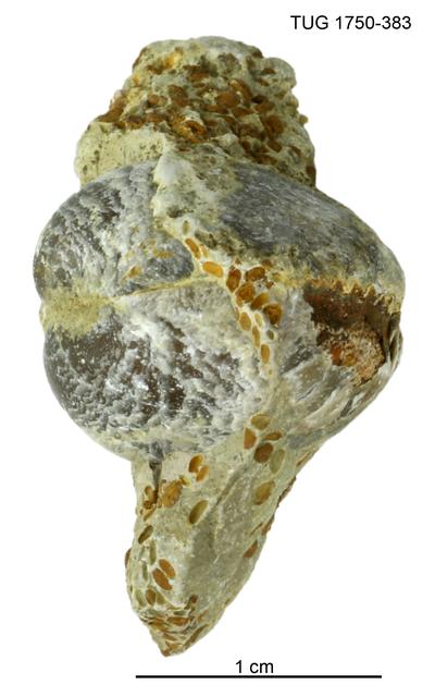 https://files.geocollections.info/large/b3/65/b36544d6-5369-4b72-bea9-a985889ffceb.jpg