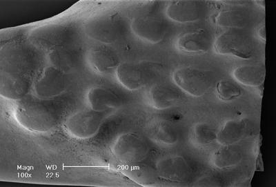 https://files.geocollections.info/large/b3/67/b367945c-f1d8-45ec-8390-0e6ca9a5b541.jpg