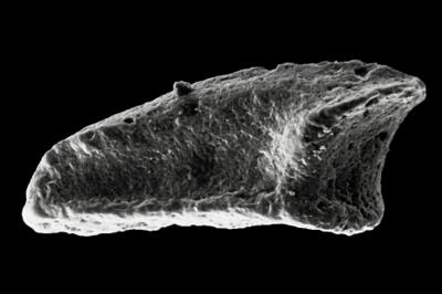 https://files.geocollections.info/large/b3/74/b37450a4-4829-4e10-b296-726cdc47d41d.jpg