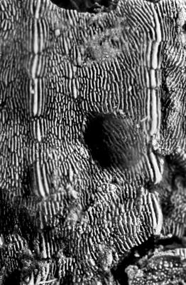 https://files.geocollections.info/large/b3/89/b389887a-f9b8-4160-baa4-a22ce9888782.jpg