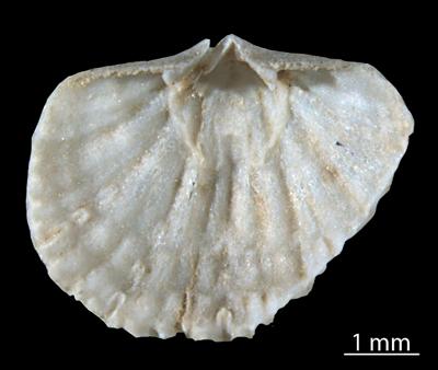https://files.geocollections.info/large/b3/96/b396357f-c932-4a5e-8d52-57e25297cea2.jpg