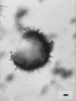 https://files.geocollections.info/large/b3/bf/b3bf6836-2483-4d32-8b66-1c6cef3953b1.jpg