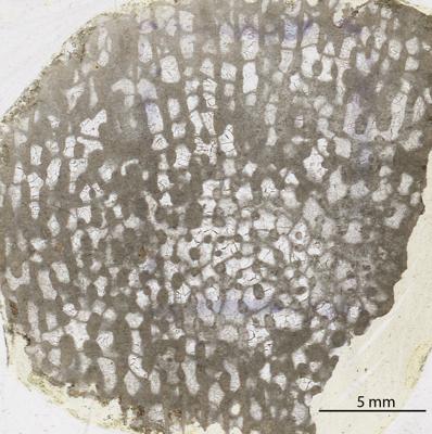 https://files.geocollections.info/large/b3/c5/b3c58220-6c86-49c0-9b5f-1fabc23797ba.jpg