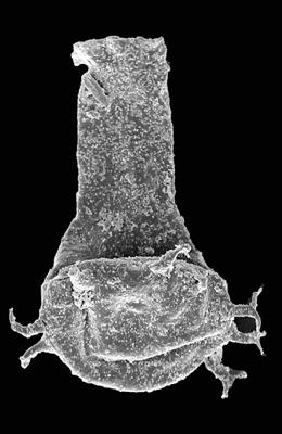 <i><i>Ancyrochitina gogginensis</i></i><br />Pavilosta 51 borehole, 771.00 m, Gorstian (576-10)