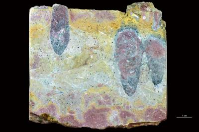 <i></i><br />Lelle D-102 borehole, 262.75 m, Volkhov Stage