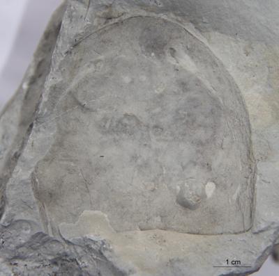 https://files.geocollections.info/large/b3/e3/b3e332f9-a069-4dcd-8107-d7a91c4389f7.jpg