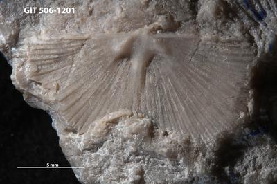 https://files.geocollections.info/large/b4/06/b4060727-6ec3-45ac-abb0-d9c649c86ff7.jpg