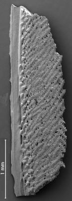 https://files.geocollections.info/large/b4/17/b4176901-4e88-478b-8242-faa5bdc83f17.jpg