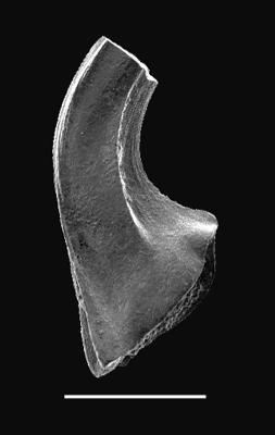 https://files.geocollections.info/large/b4/2c/b42c095d-aadc-476e-8c6d-01a70c9ba662.jpg