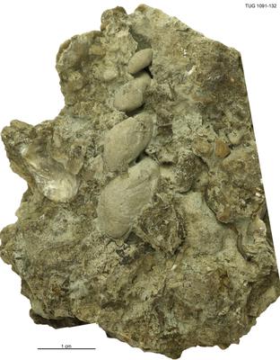 https://files.geocollections.info/large/b4/6a/b46abb45-03ae-41ec-adcf-066bd488ab4c.jpg