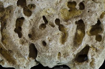 <i></i><br />Hirmuse creek outcrop,  m, Haljala Stage