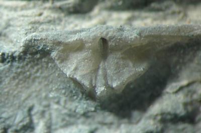 https://files.geocollections.info/large/b4/a3/b4a3ea5d-96d3-40b8-aa77-50222a83d099.jpg