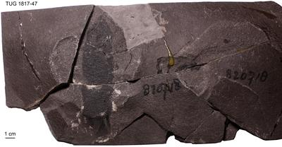 https://files.geocollections.info/large/b4/a5/b4a5f864-3563-421b-b4cb-dc3fc4014df5.jpg