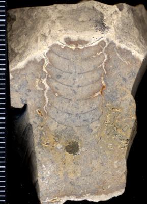 https://files.geocollections.info/large/b4/a6/b4a6e26c-c4aa-4367-b803-3b23a38d10f9.jpg