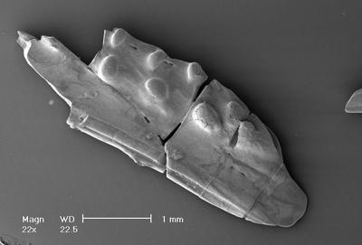 https://files.geocollections.info/large/b4/c3/b4c3da7e-641b-4ac2-8196-1a6449bb7611.jpg