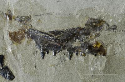 https://files.geocollections.info/large/b4/dd/b4dd0c0f-e069-4fea-96c8-cc7c2fb9c5ad.jpg
