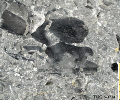 https://files.geocollections.info/large/b5/45/b5451efe-2bed-4f8b-b29c-82b1ae691328.jpg