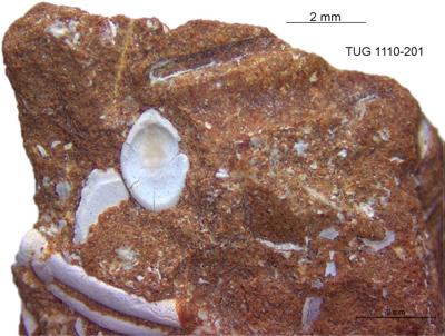 https://files.geocollections.info/large/b5/5d/b55d6f30-60e7-4030-8b3d-68bd873fa250.jpg