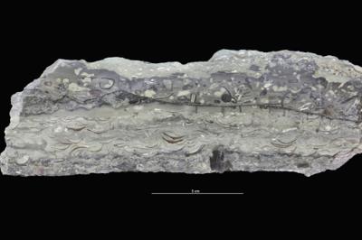 <i></i><br />Saku trench,  m, 