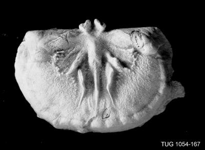 https://files.geocollections.info/large/b5/a3/b5a38151-64d2-45cd-9faa-f178b96c9366.jpg