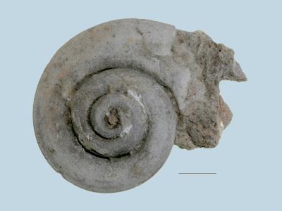 https://files.geocollections.info/large/b5/ba/b5ba55cb-328b-4180-90f5-2d42f87f5682.jpg