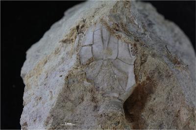 https://files.geocollections.info/large/b6/00/b6003f4f-4316-4836-ba8e-f6689df87643.jpg