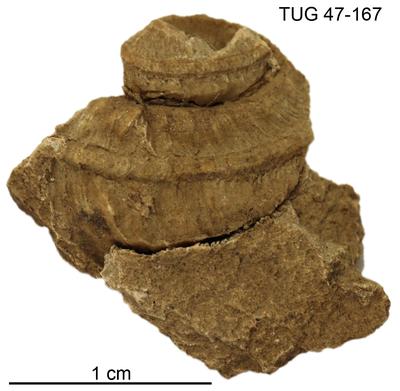 https://files.geocollections.info/large/b6/0f/b60f93d1-2b3c-4d5b-b474-fd94c0c0f999.jpg