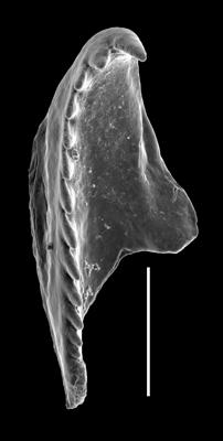 <i>Oenonites sp.</i><br />West Anticosti coastal outcrops, Canada,  m, Hirnantian