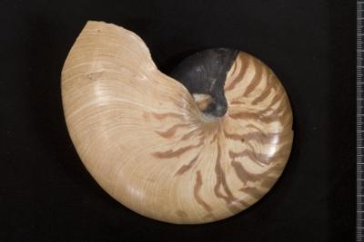 https://files.geocollections.info/large/b6/12/b612ea63-263b-43b3-984c-f4e395c20220.jpg