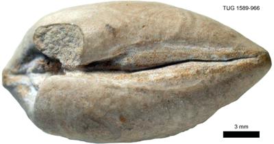 https://files.geocollections.info/large/b6/18/b6188ed6-0fa8-4fce-a6b8-b1edc89fa685.jpg