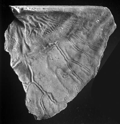 https://files.geocollections.info/large/b6/22/b62211ab-9fb4-4ce8-945b-1ba33c71e4ef.jpg