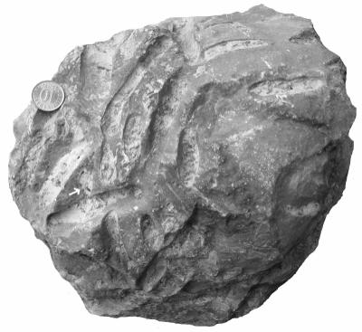 <i>Osprioneides kampto Beuck and Wisshak, 2008</i><br />Undva cliff,  m, Jaani Stage