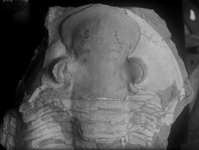 https://files.geocollections.info/large/b6/41/b6416197-7491-4c8c-9d40-a84d3eae71da.jpg