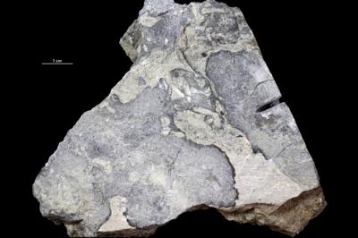 <i></i><br />Vasalemma quarry,  m, Keila Stage