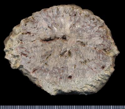 https://files.geocollections.info/large/b6/59/b659b091-3ebf-46b0-a50b-92ccc13f6361.jpg