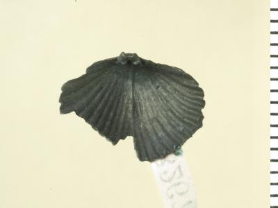 https://files.geocollections.info/large/b6/69/b669d79d-26d0-41c5-bae2-58ba8b1d79b1.jpg